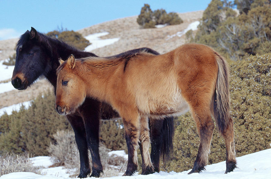 Wild Horses #2 Photograph by Thomas And Pat Leeson