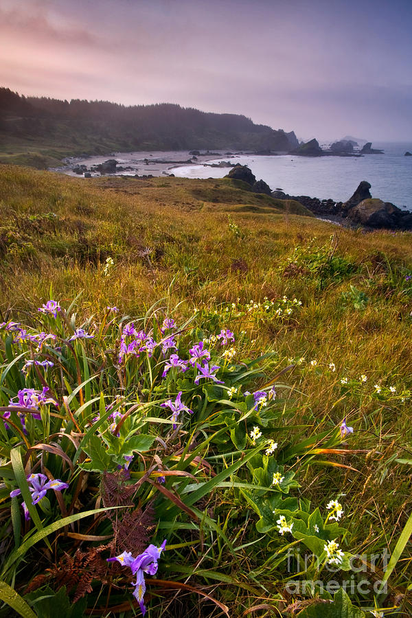 Wild Iris On Pacific Coast #2 Photograph by Sean Bagshaw