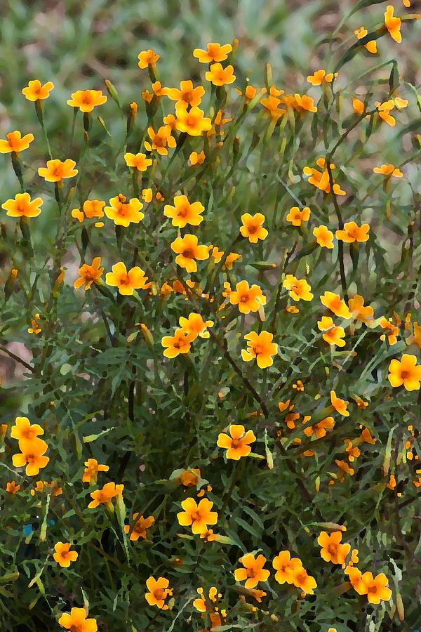 Wild Marigold Garden Photograph