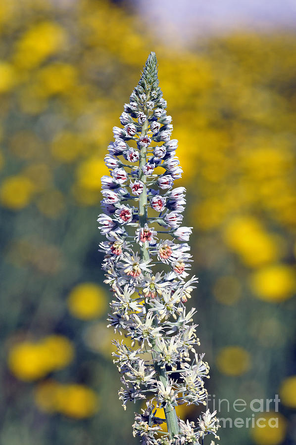 Wild mignonette flower #1 Photograph by George Atsametakis