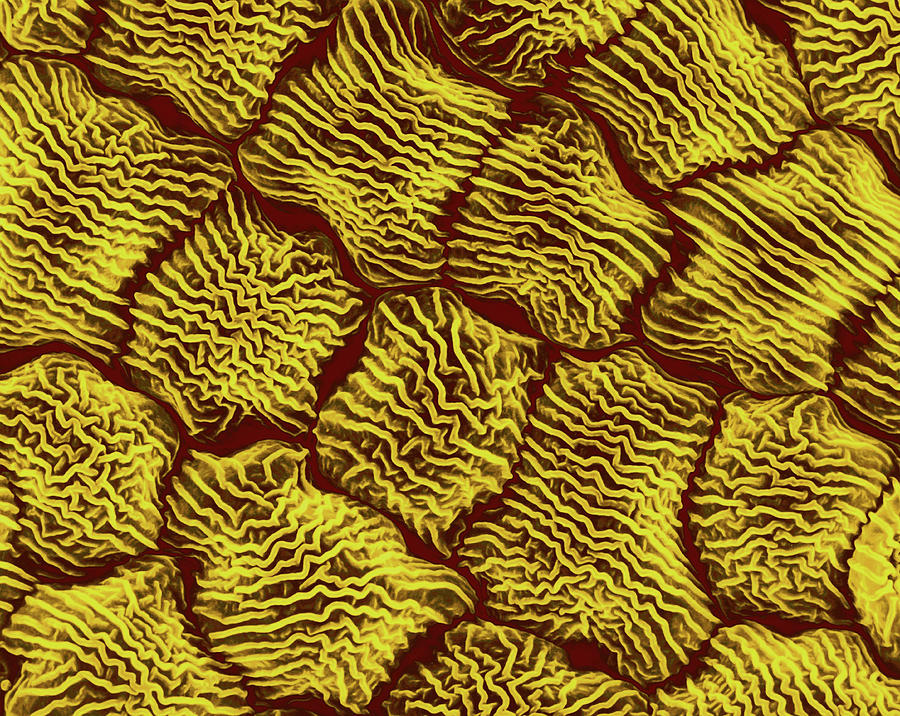 Wild Mustard Petal (brassica Sp.) #2 Photograph by Dennis Kunkel Microscopy/science Photo Library