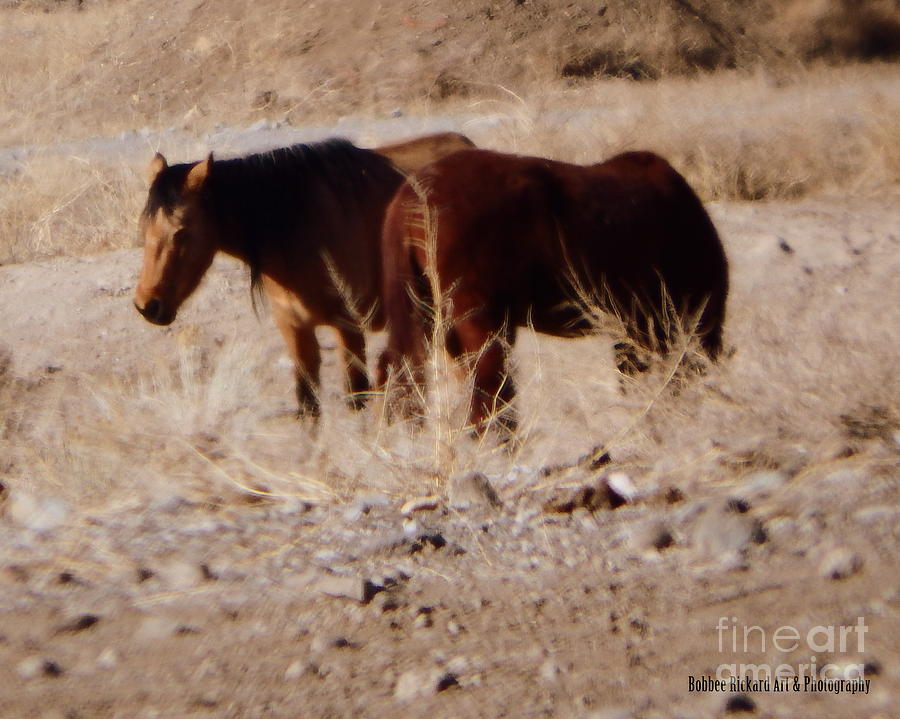 Horse Photograph - Wild Nevada Mustangs #2 by Bobbee Rickard