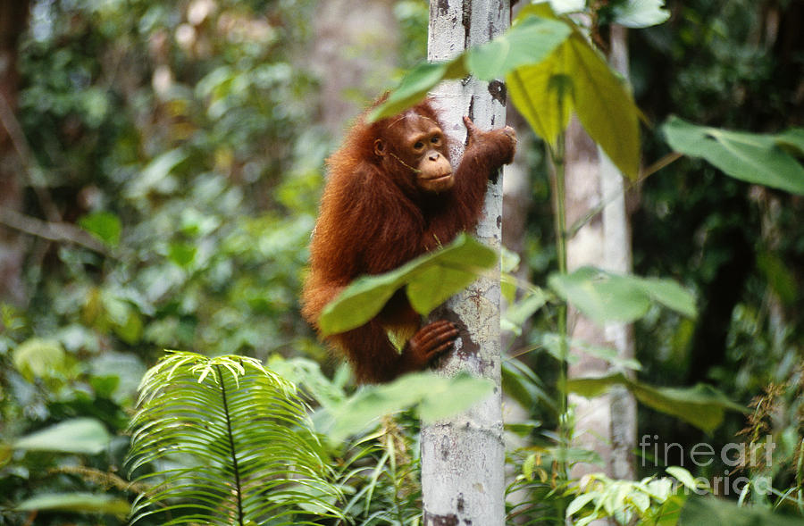 Orangutan Photograph - Wild Orangutan #2 by Art Wolfe
