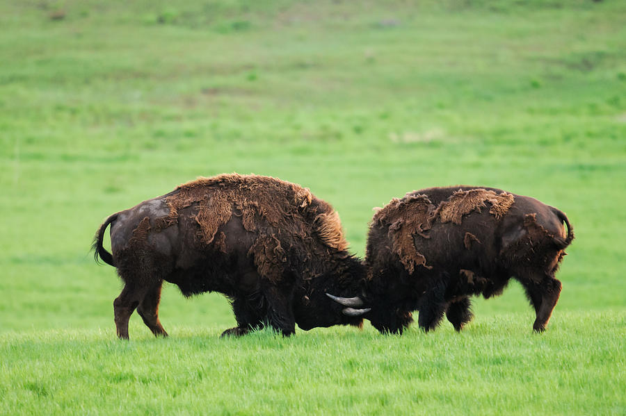 Wild Plains Bison Photograph