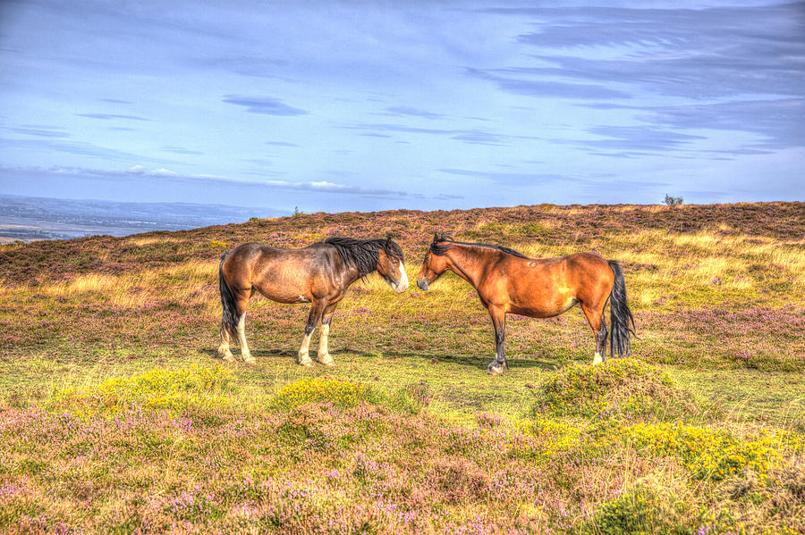 Wild ponies Quantock Hills Somerset England with purple heather #2 ...