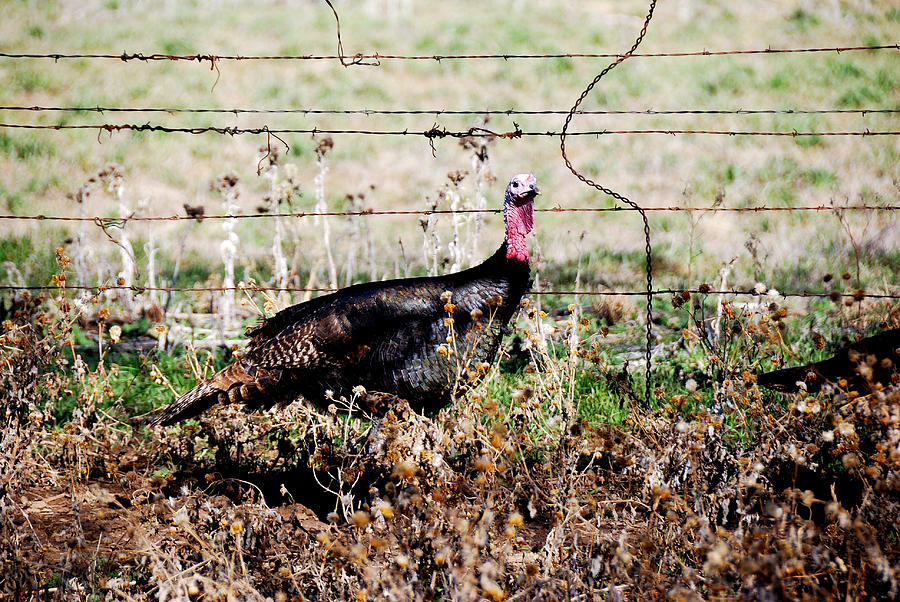 Turkey Photograph - Wild Turkey #2 by Thea Wolff