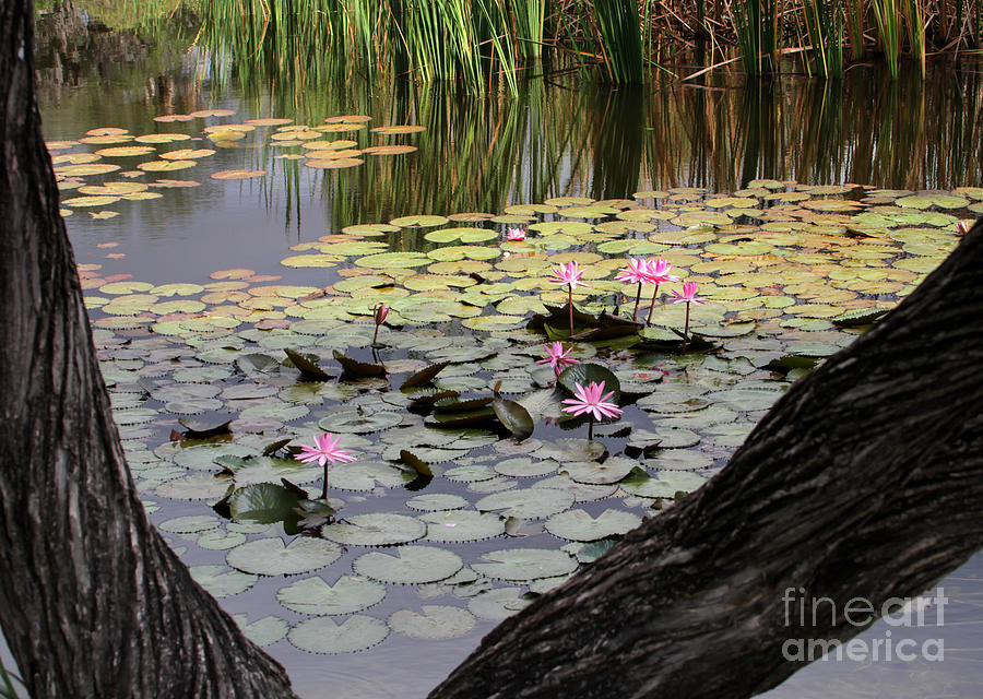 Wild Water Lilies in the River #2 Photograph by Sabrina L Ryan