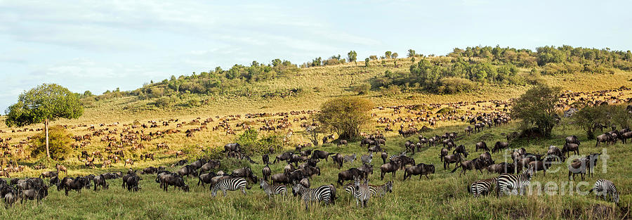 Animal Photograph - Wildebeest Migration, Masaai Mara, Kenya #2 by Greg Dimijian