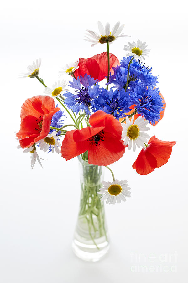 Wildflower bouquet in vase Photograph by Elena Elisseeva