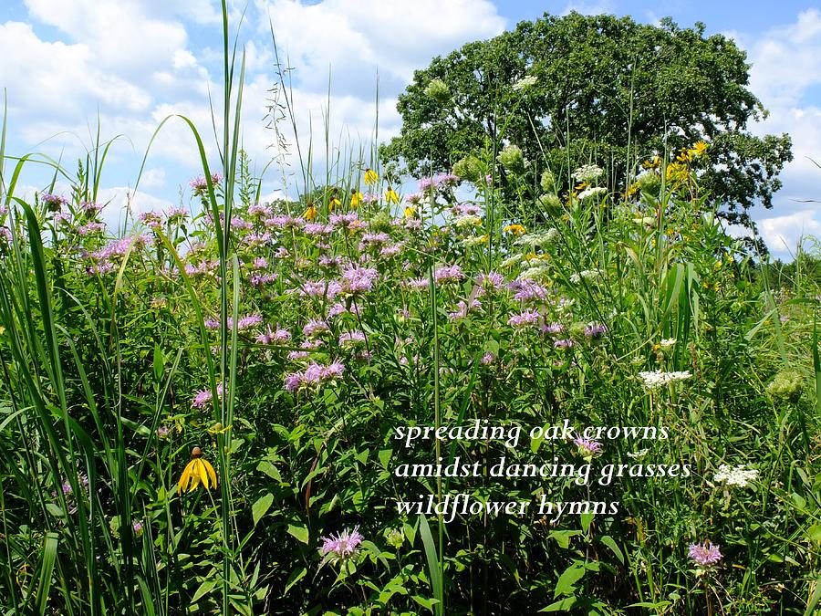 Wildflower Hymns  #2 Photograph by Scott Kingery