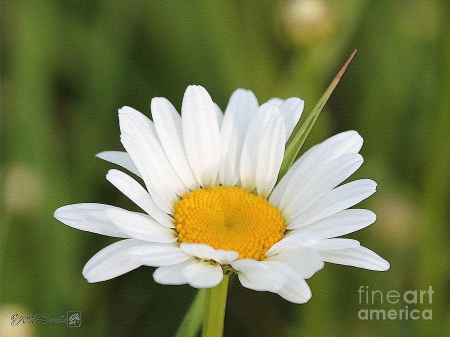 Wildflower named Oxeye Daisy #2 Painting by J McCombie