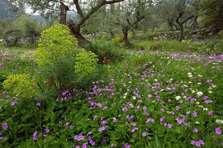 Greek Photograph - Wildflowers #2 by Bob Gibbons/science Photo Library