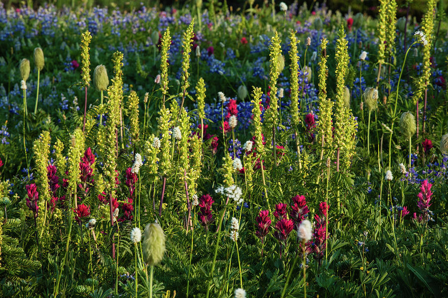 Mount Rainier National Park Photograph - Wildflowers In A Field, Mount Rainier #2 by Panoramic Images