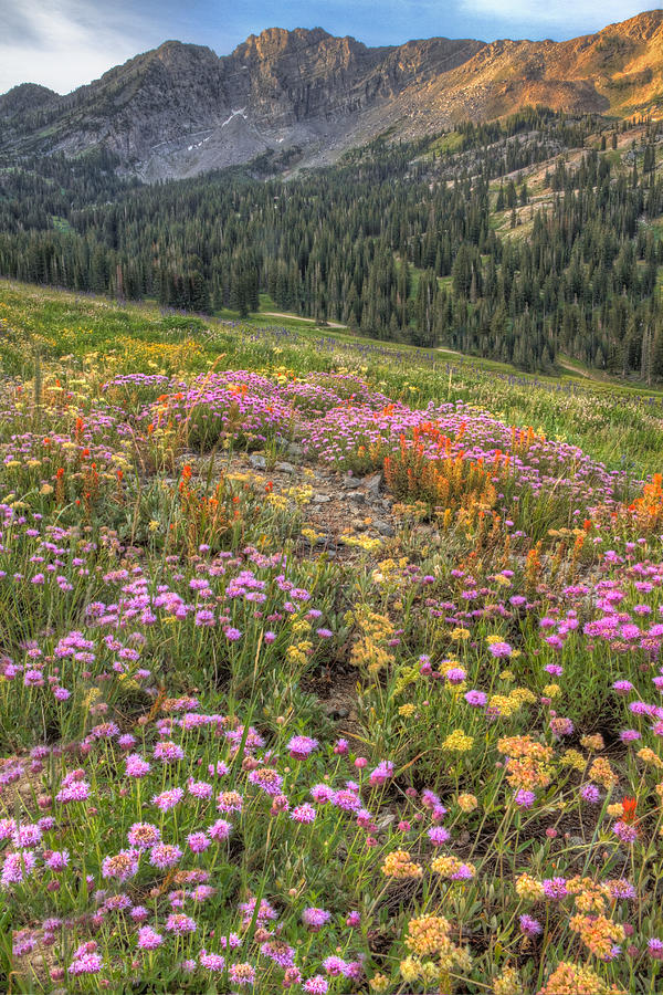 Wildflowers in Albion Basin #2 Photograph by Douglas Pulsipher