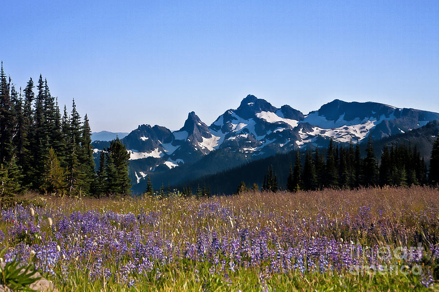 Wildflowers in the Cascades #2 Photograph by Ronald Lutz