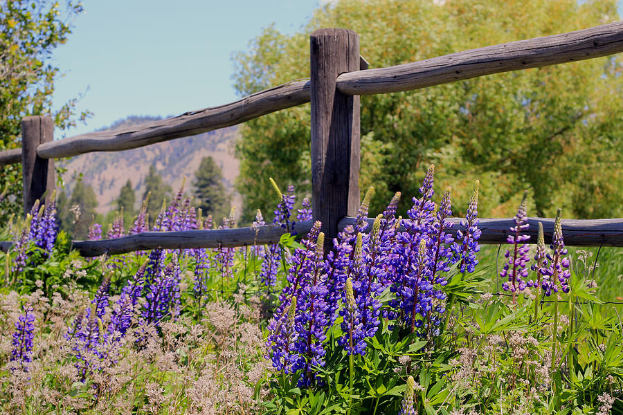 Wildflowers On The Fence Photograph by Athena Mckinzie