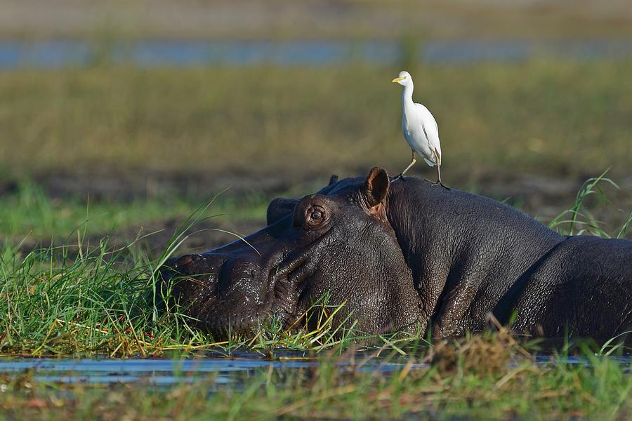 Wildlife Of Chobe Natiobal Park #2 Photograph by Winfried Wisniewski