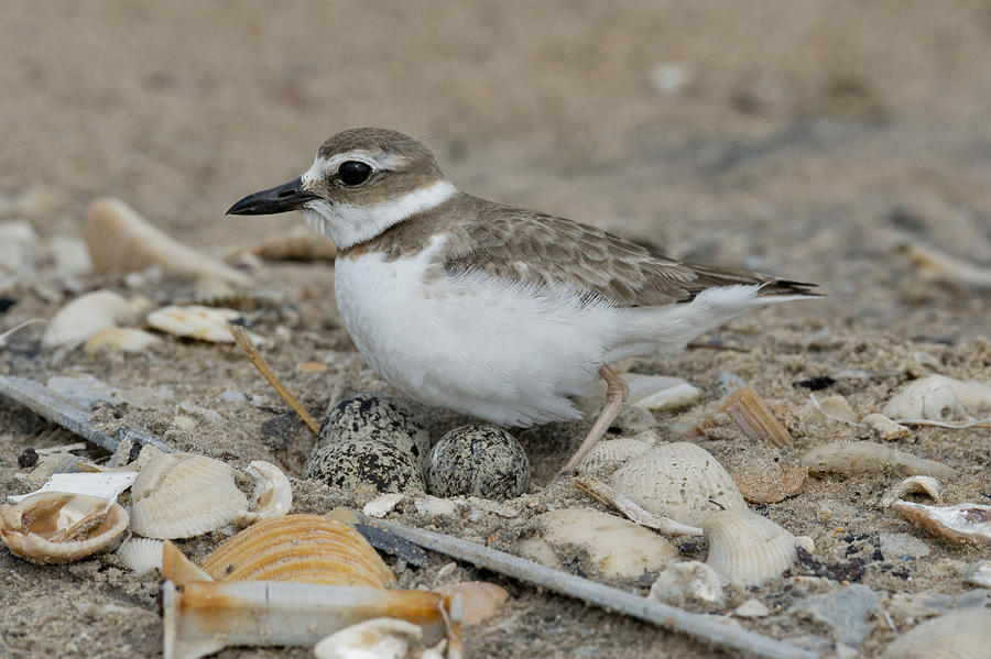 Wilsons Plover #2 Photograph by Anthony Mercieca