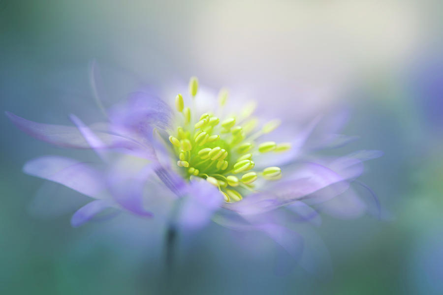 Flower Photograph - Windflower #2 by Jacky Parker