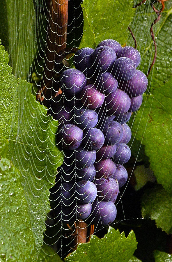 Wine Photograph - Wine in a web by Jean Noren