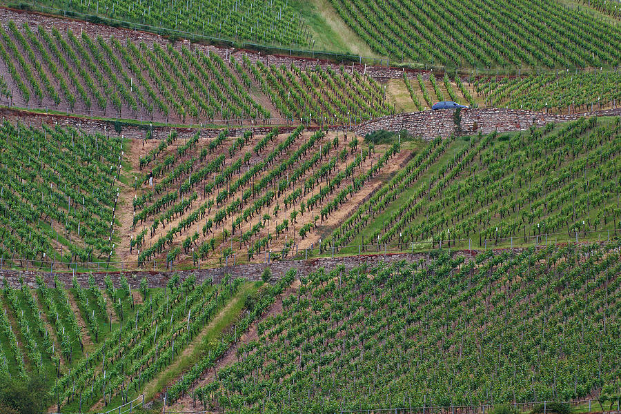 Wine of Rhine #2 Photograph by Jouko Lehto