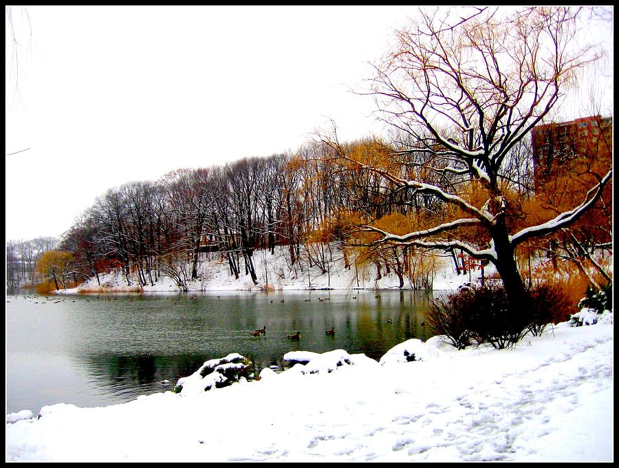 Winter by the Lake #1 Photograph by Dora Sofia Caputo