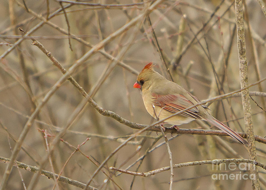Winter Cardinal Photograph by Brad Marzolf Photography Winter Cardinal Photograph by Brad Marzolf Photography