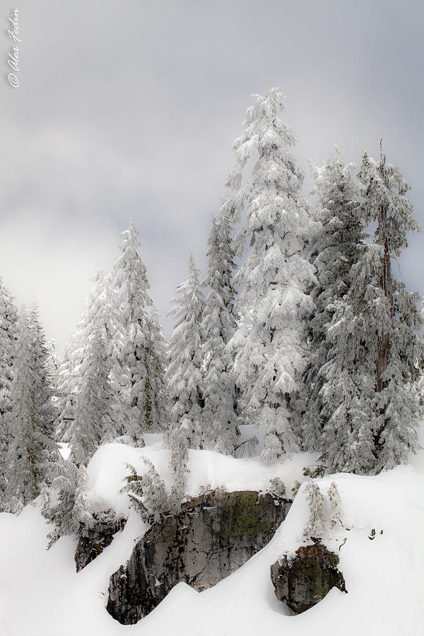 Winter Forest #2 Photograph by Alexander Fedin