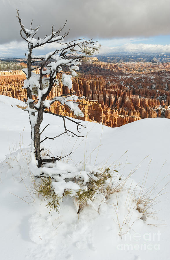 Winter Scene, Bryce Canyon National Park #2 Photograph by John Shaw