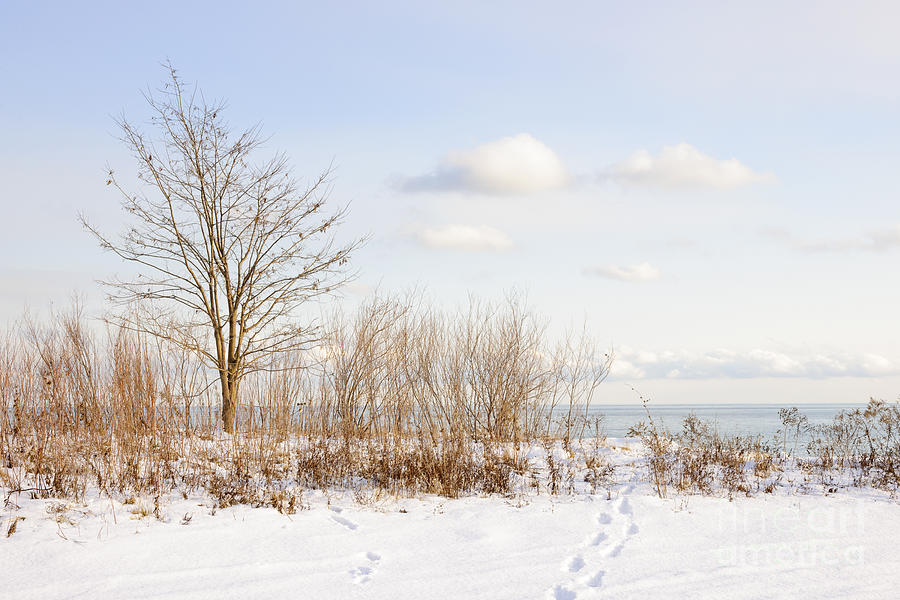 Winter shore of lake Ontario 1 Photograph by Elena Elisseeva