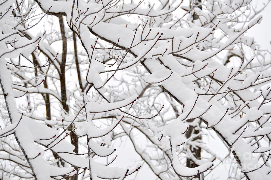 Winter Snow Scene In New England by Staci Bigelow Winter Snow Scene In New England by Staci Bigelow