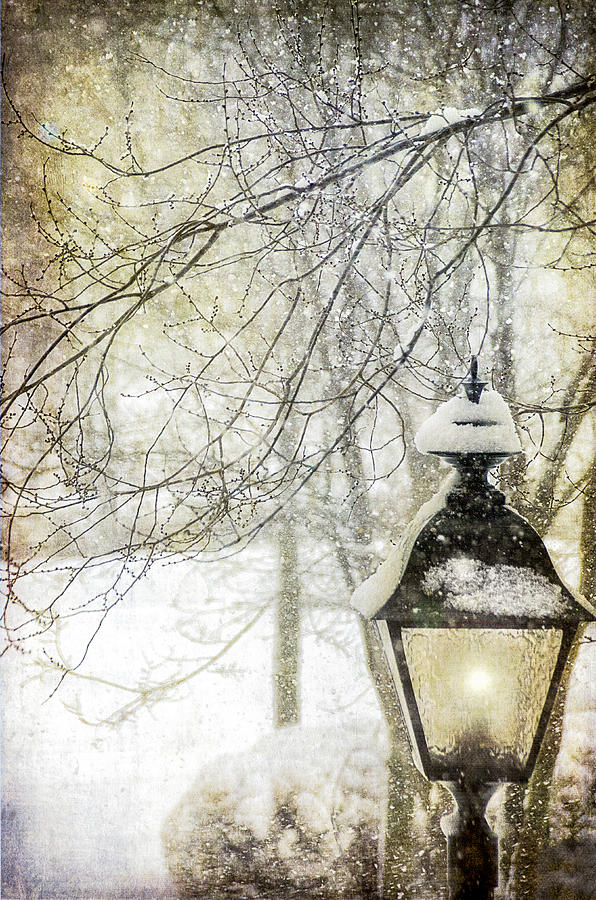 Winter Stillness Photograph by Julie Palencia