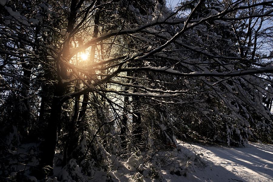 Winter Sun #2 Photograph by Chevy Fleet