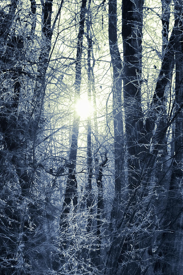 Nature Photograph - Winter Sun #2 by Michele Cornelius
