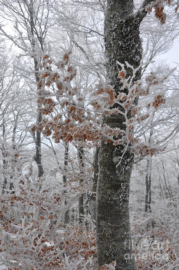 Winter #2 Photograph by Sylvie Leandre