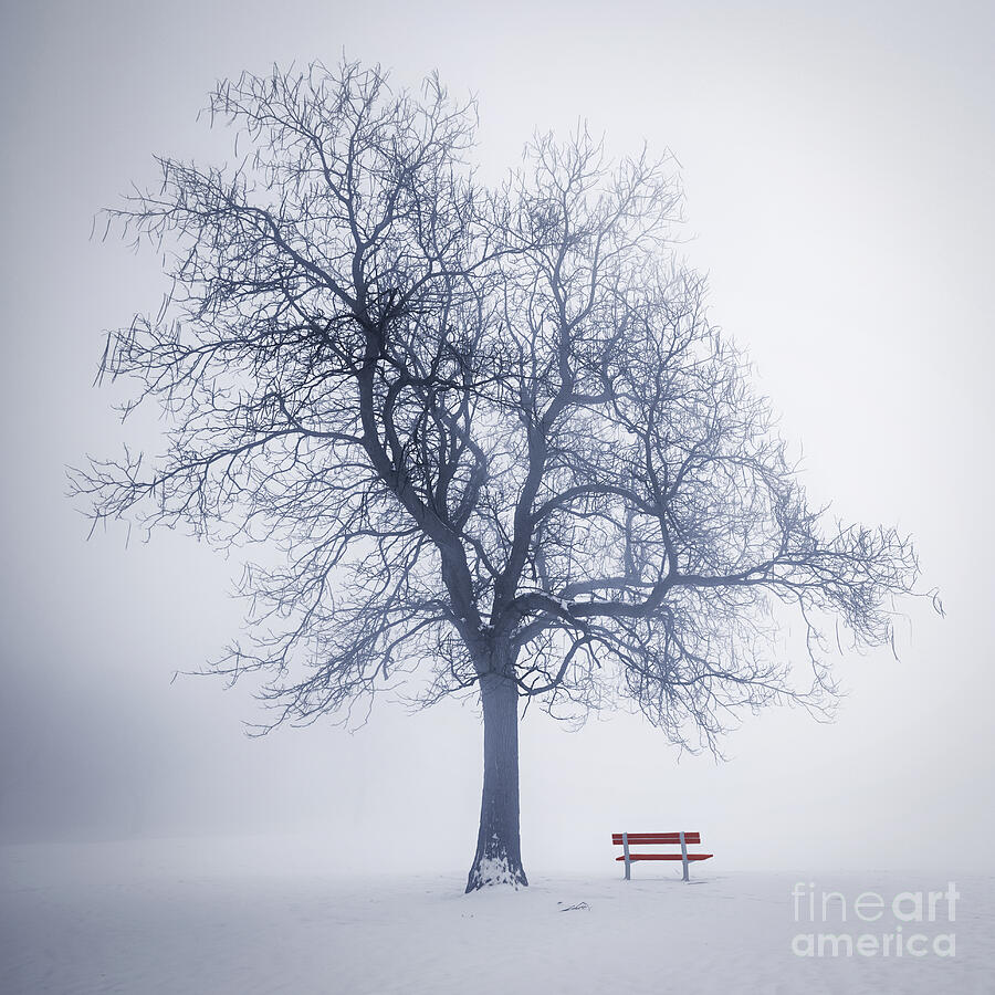 Winter tree in fog 1 Photograph by Elena Elisseeva