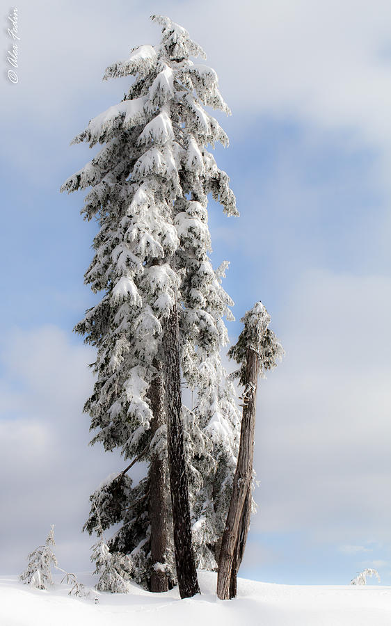 Winter Trees #2 Photograph by Alexander Fedin