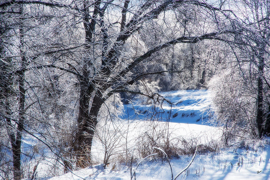 Winter Wonderland #2 Photograph by Alana Ranney