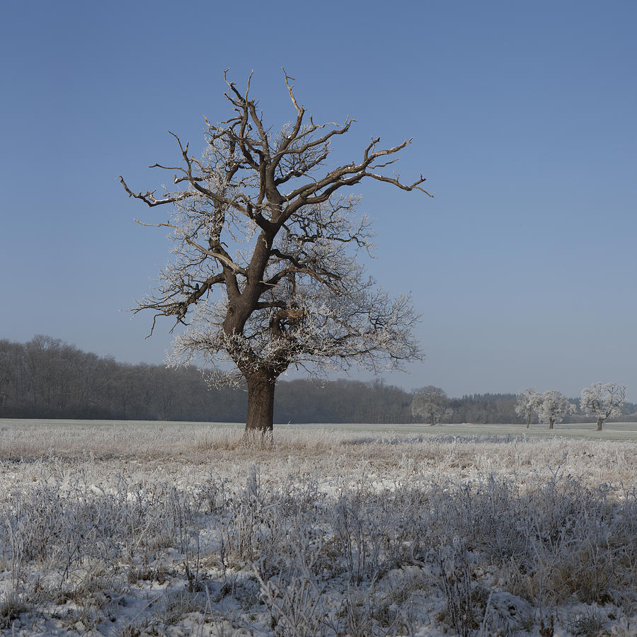 Winter Wonderland #2 Photograph by Nick Atkin