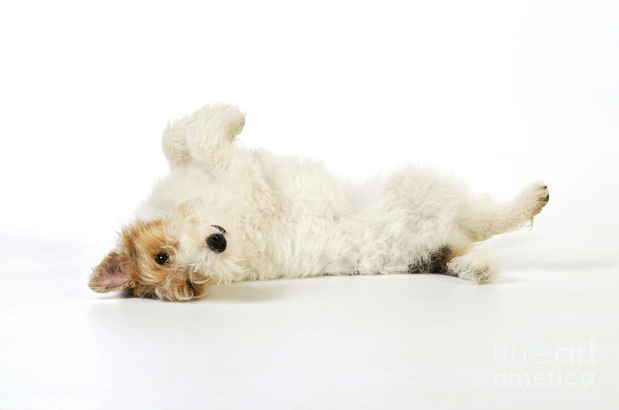 Dog Photograph - Wire Fox Terrier #2 by John Daniels
