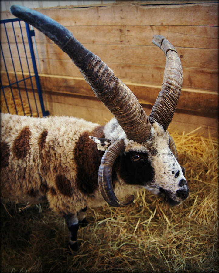 Wisconsin Sheep and Wool Festival Photograph by Carol Toepke