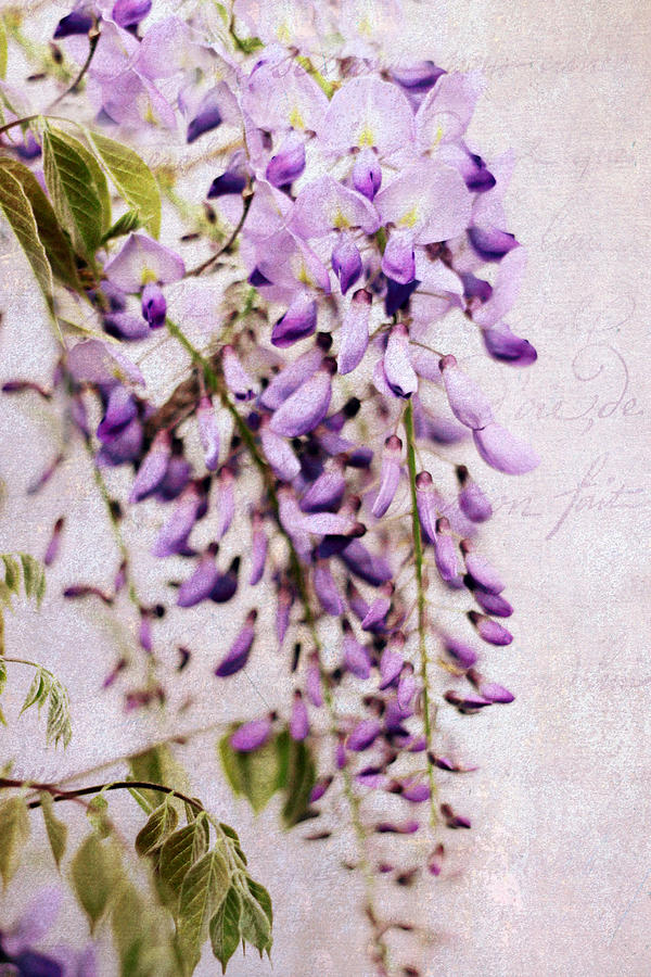 Wisteria Petals #1 Photograph by Jessica Jenney
