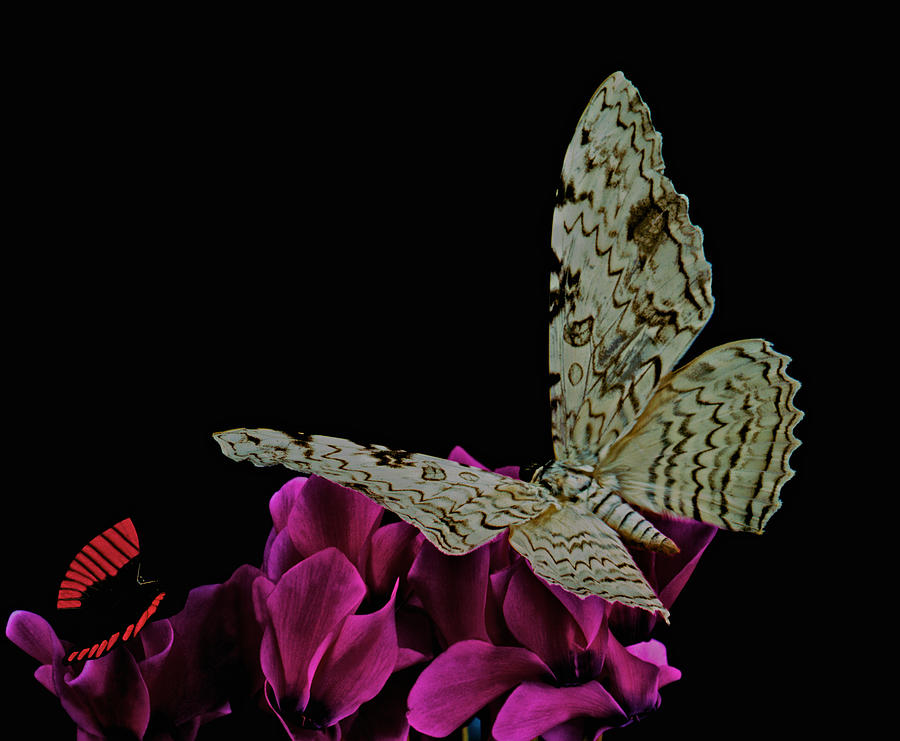 Flower Photograph - Witch Moth and butterfly meet at midnight by Leslie Crotty
