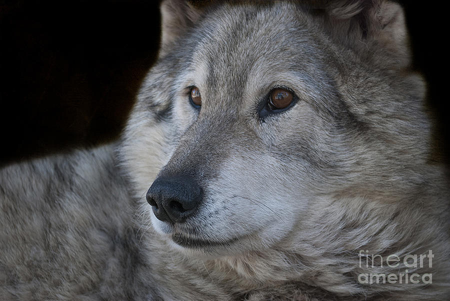 Wolf #1 Photograph by Juli Scalzi