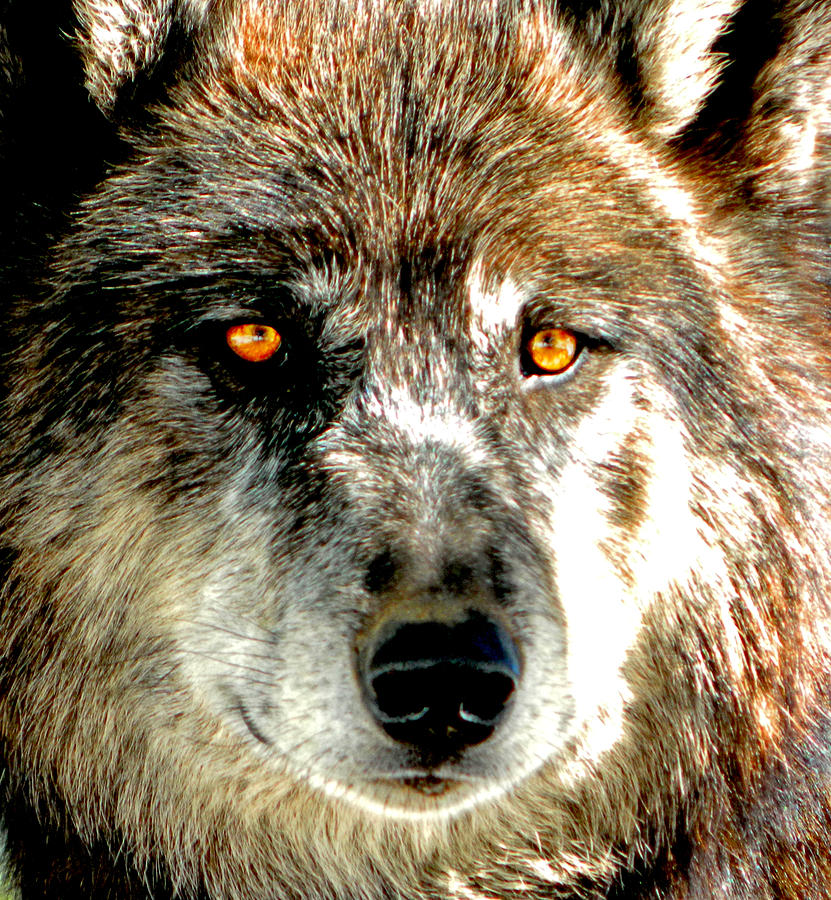 Wildlife Photograph - Wolf #2 by Stellina Giannitsi