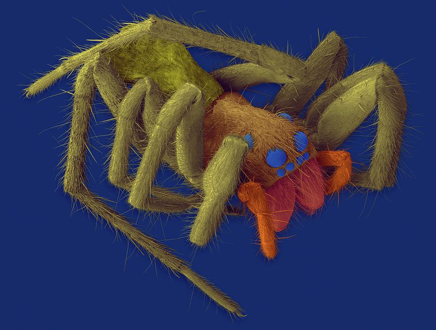 Wolf Spider (hogna Carolinensis) #2 Photograph by Dennis Kunkel Microscopy/science Photo Library