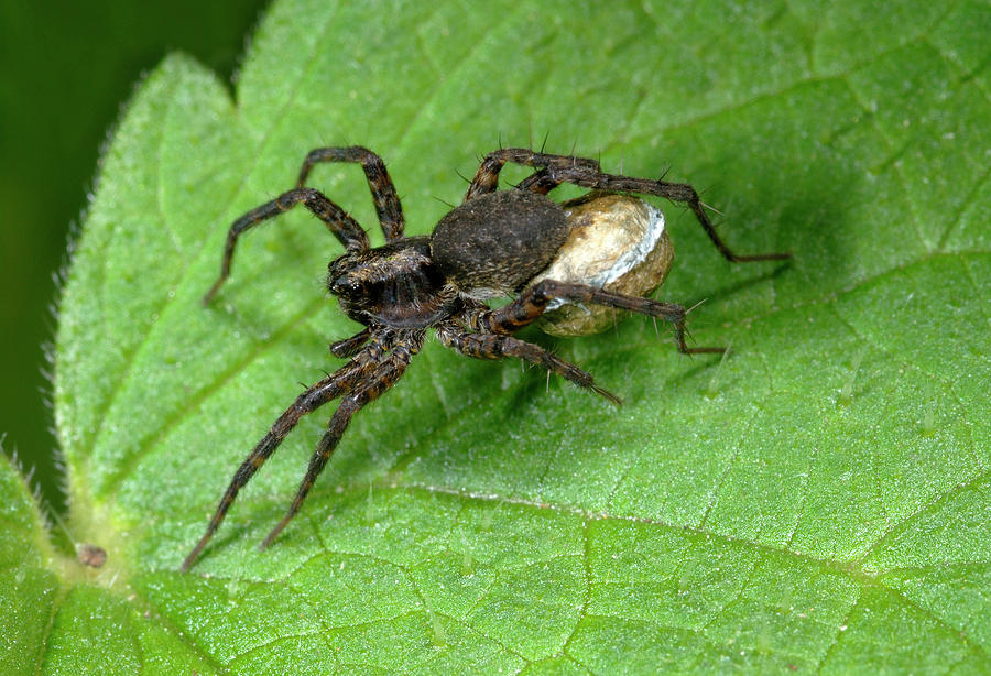 Wolf Spider #2 Photograph by Nigel Downer