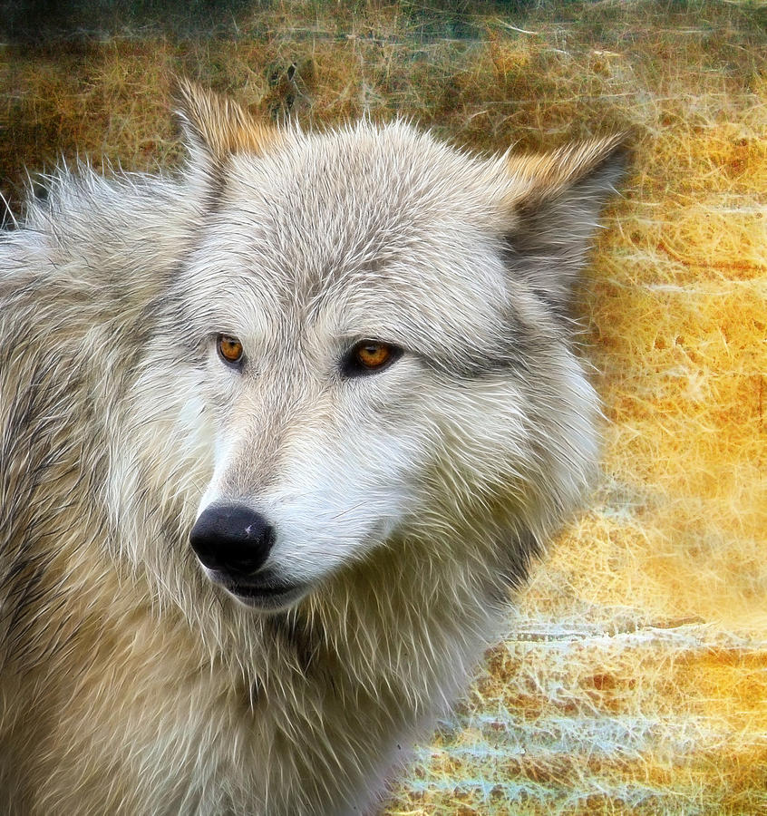 Wolf 2 Photograph by Steve McKinzie