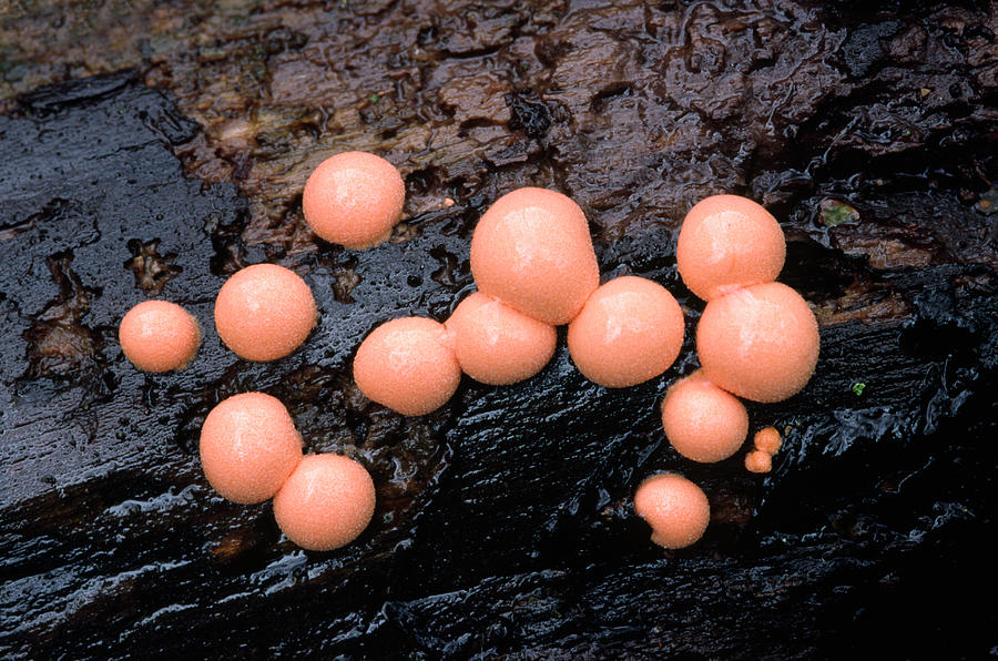 Wolfs Milk Slime Mould #2 Photograph by Nigel Downer