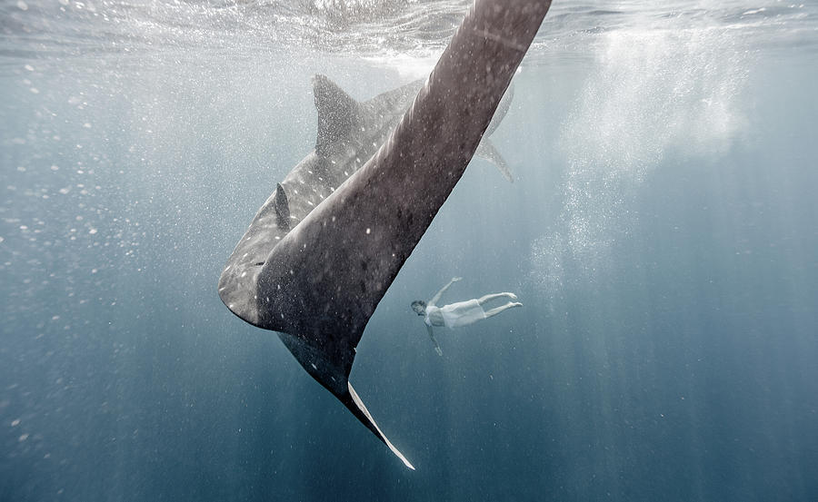 Woman Swimming With Whale Shark #2 Photograph by Tyler Stableford